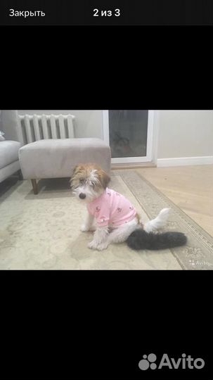 Кофта для собак