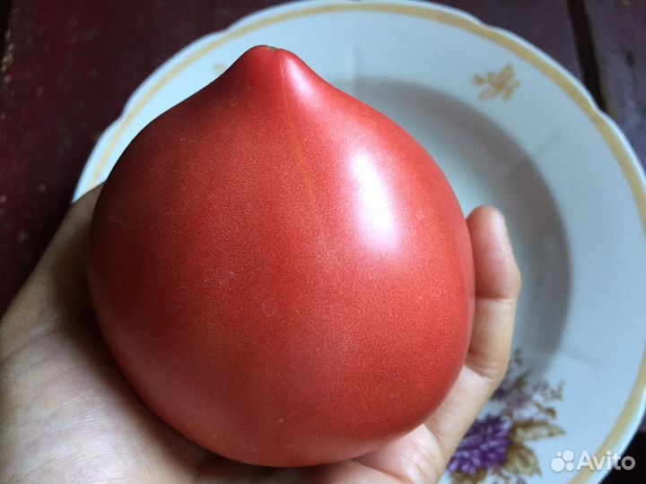 Семена томатов СССР