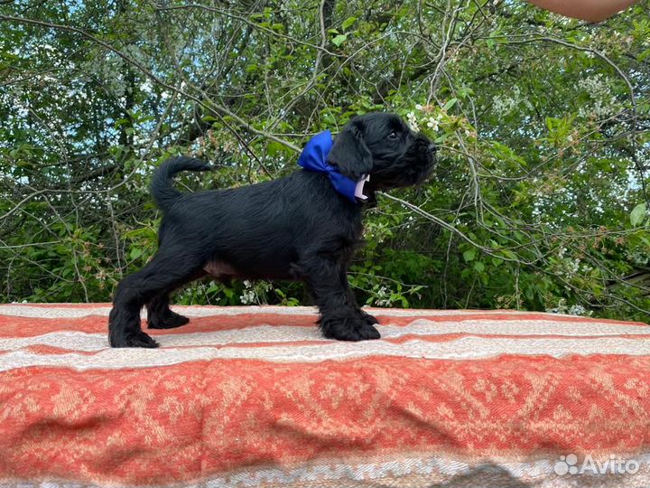 Цвергшнауцер черный