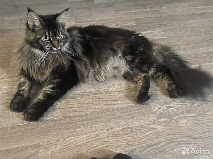 Котята мейн-кун