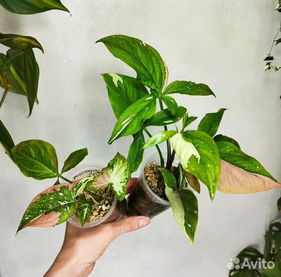 Сингониум биколор,триколор,голд,пинк мини,роксана