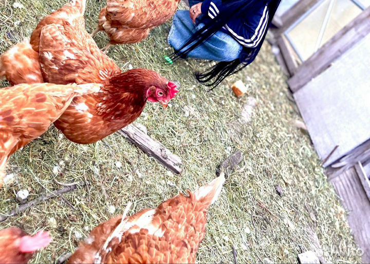 Куры несушки