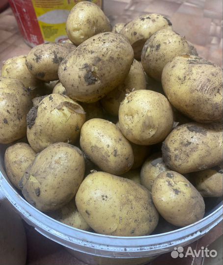 Картофель