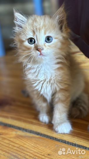 Котята турецкой ангоры