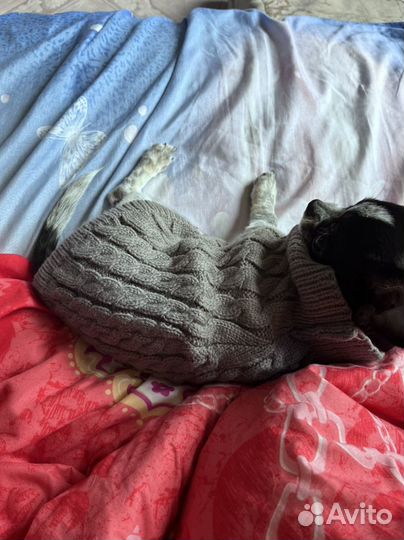 Кофта вязанная для собаки