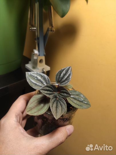 Домашние цветы: пеперомии, каллизия