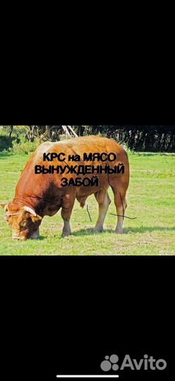 Быки телки коровы овцы