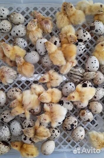 Перепела суточные вывод 28.04