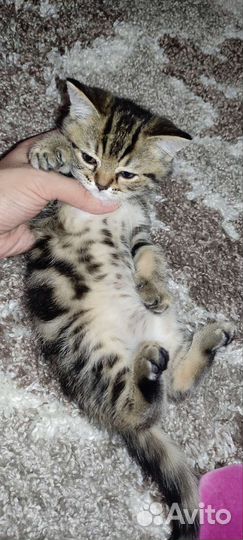 Британские котята
