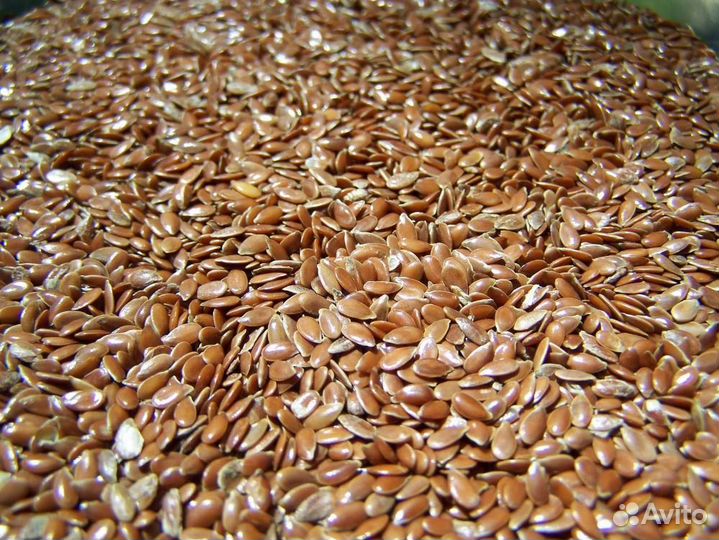 Лён масличный оптом