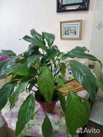 Спатифиллум