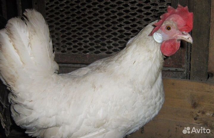 Куры несушки,Бройлеры,Доминанты,Ломан Браун,Петухи