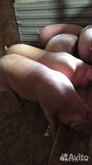 Свиноматки,свиньи