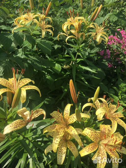 Продам луковицы лилий микс