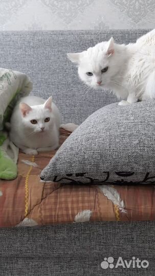 Продам котят