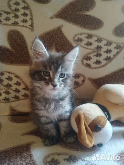 Кошки мейн-кун