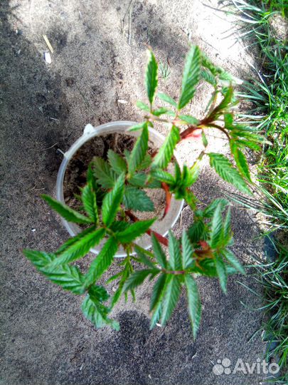 Тибетская малина в стакане со свежей корневой