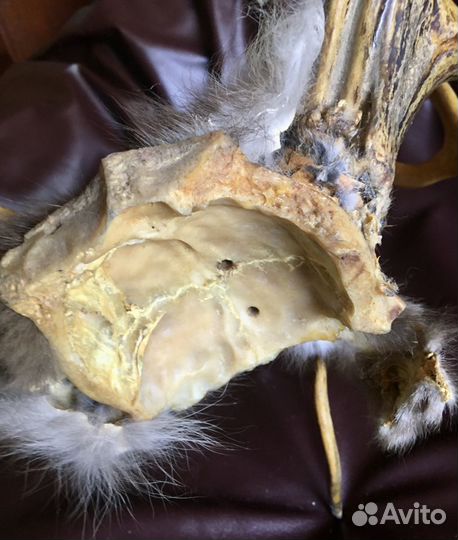 Оленьи рога