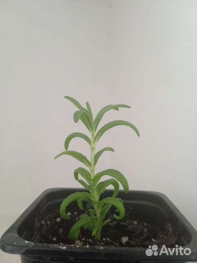 Розмарин саженцы