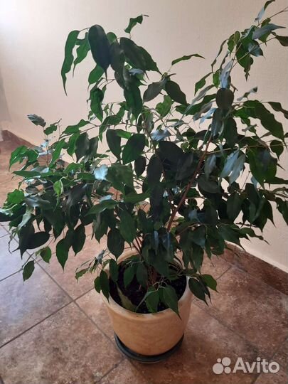 Фикус Бенджамина