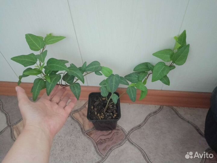 Хедера(плющ), пеперомии разные