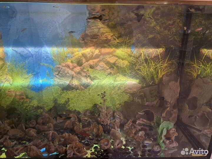 Аквариум с тумбой, с рыбками 200л