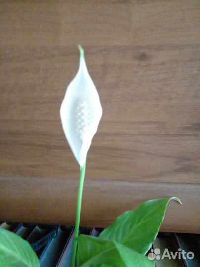 Спатифиллум (женское счастье)