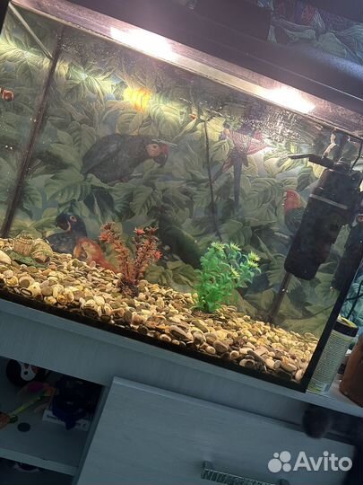 Аквариум