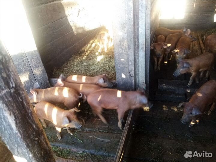 Поросята породы дюрок