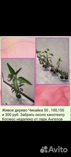 Живое дерево Чихай и Алоэ