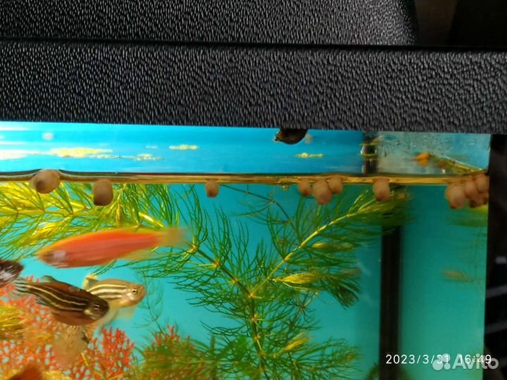 Малек гуппи и Роголистник