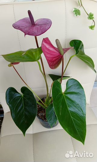 Антуриум Кавалли, Сильвер Блаш (комнатные цветы)