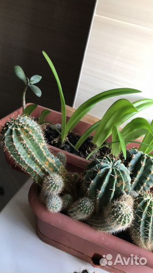 Кактус