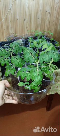 Рассада помидор черри