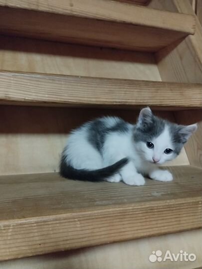 Отдам даром бесплатно