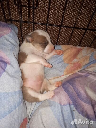 Щенки стаффорда