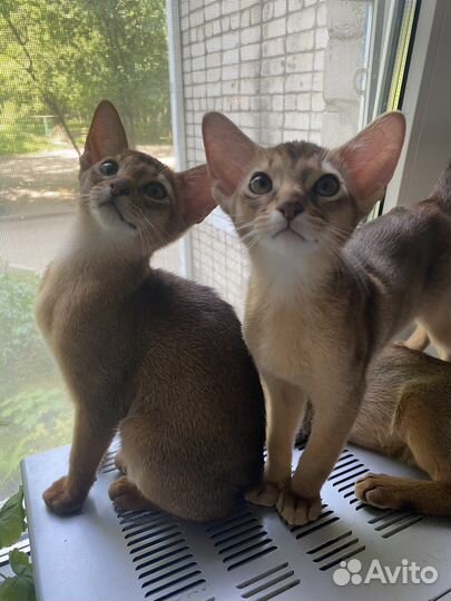 Абиссинские котята