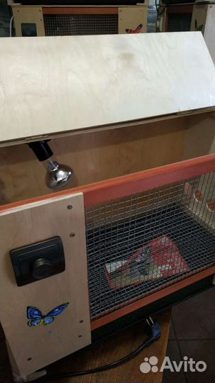 Супер брудер для цыплят