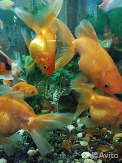 Рыба- золотые