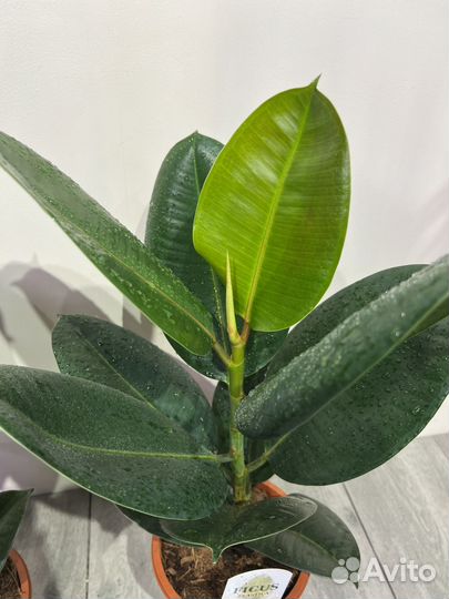 Фикус эластика (робуста, абиджан)