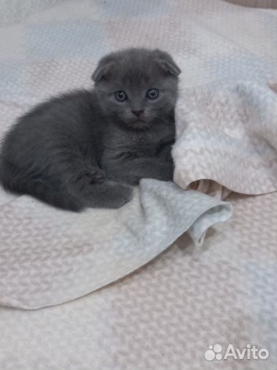 Котята вислоухие