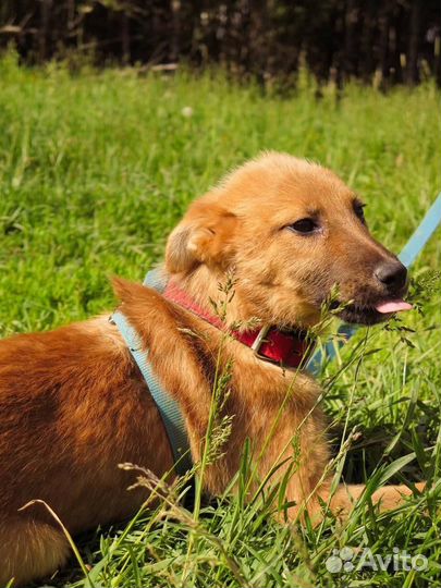 Рыжий щеночек бесплатно