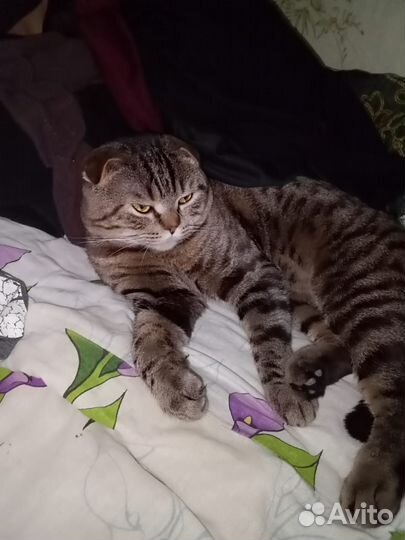 Продам Кота