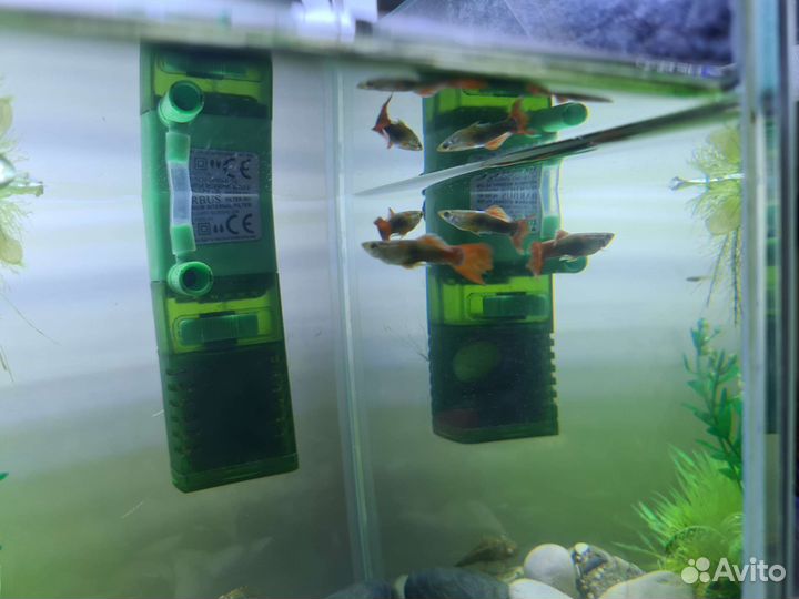 Гуппи (мальки)