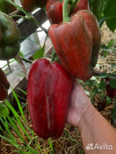 Семена сладкого перца