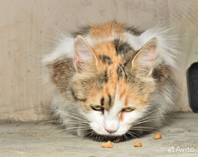 Шикарная кошка в дар