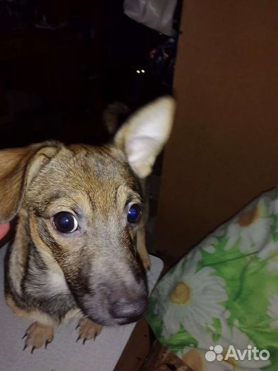 Собака в добрые руки отдам бесплатно