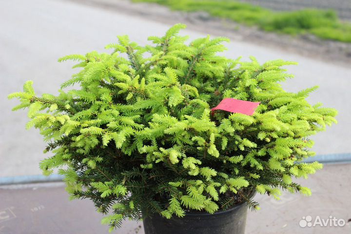 Ель обыкновенная 