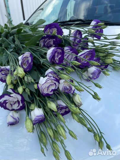 Цветы эустома