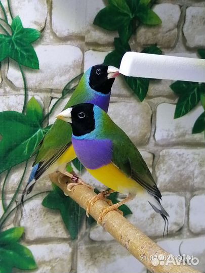 Самцы амадин гульда